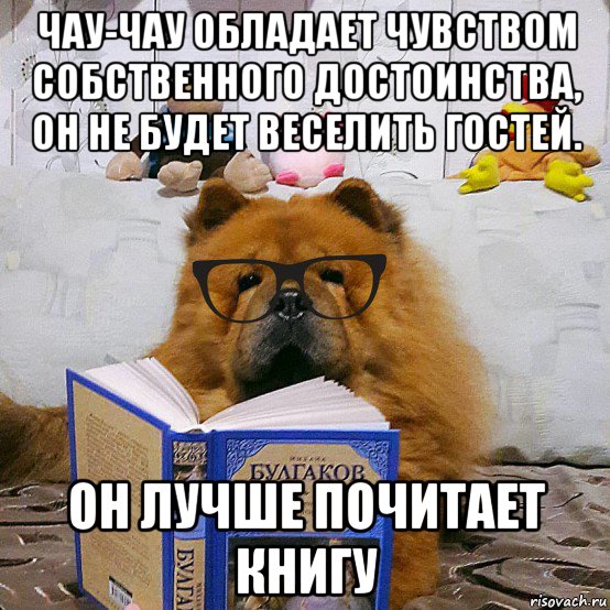 чау-чау обладает чувством собственного достоинства, он не будет веселить гостей. он лучше почитает книгу, Мем У собак есть такой недостаток  совать повсюду свой нос