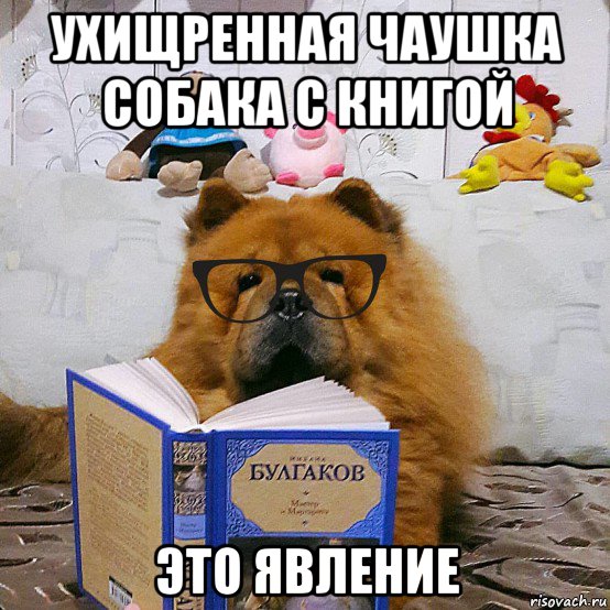ухищренная чаушка собака с книгой это явление, Мем У собак есть такой недостаток  совать повсюду свой нос