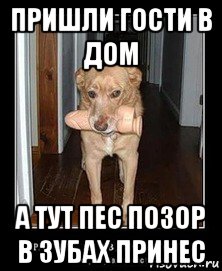 пришли гости в дом а тут пес позор в зубах принес
