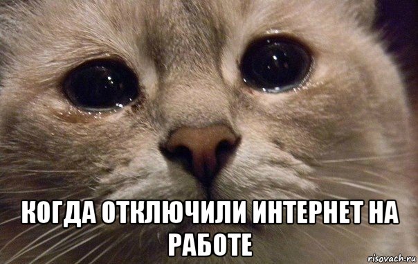  когда отключили интернет на работе, Мем   В мире грустит один котик