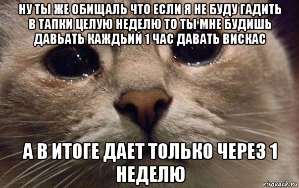 ну ты же обищаль что если я не буду гадить в тапки целую неделю то ты мне будишь давьать каждьий 1 час давать вискас а в итоге дает только через 1 неделю, Мем   В мире грустит один котик