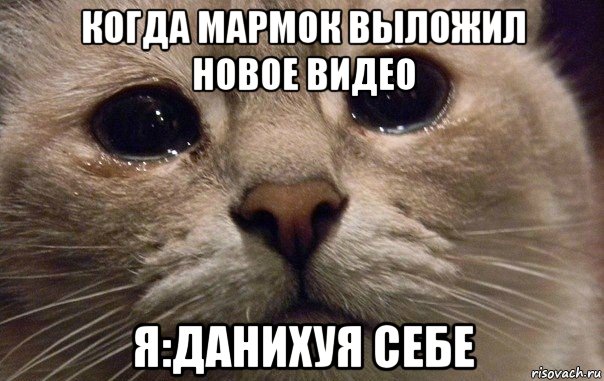 когда мармок выложил новое видео я:данихуя себе, Мем   В мире грустит один котик