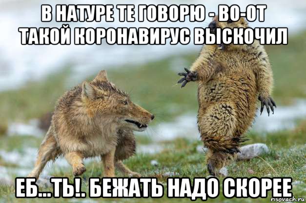 в натуре те говорю - во-от такой коронавирус выскочил еб...ть!. бежать надо скорее, Мем Волк и суслик