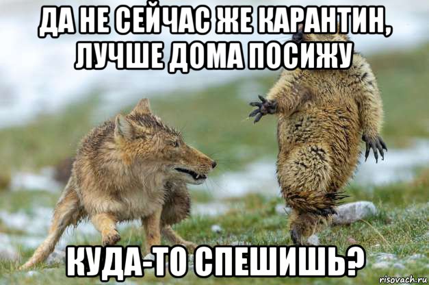 да не сейчас же карантин, лучше дома посижу куда-то спешишь?, Мем Волк и суслик