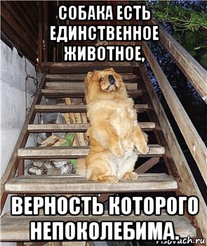 собака есть единственное животное, верность которого непоколебима., Мем Я  женщина