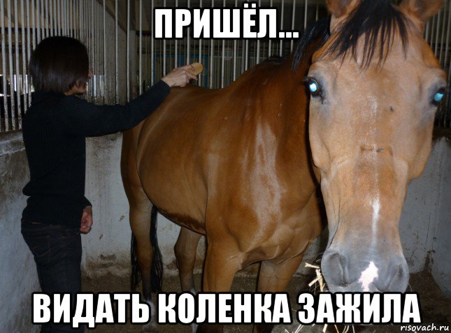 пришёл... видать коленка зажила
