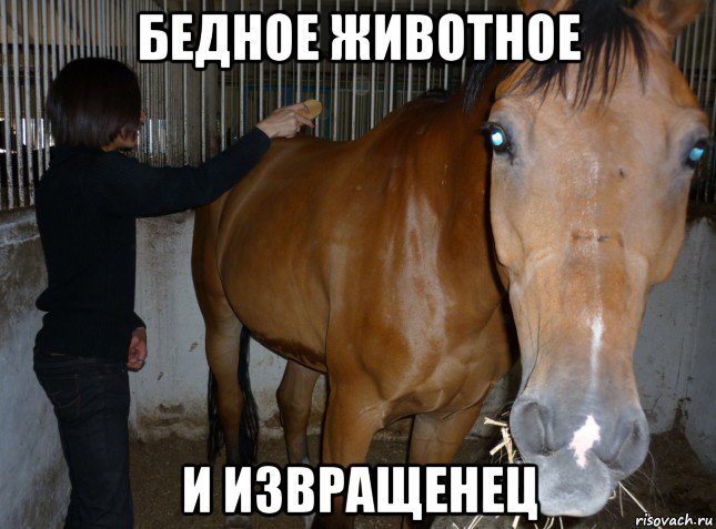 бедное животное и извращенец