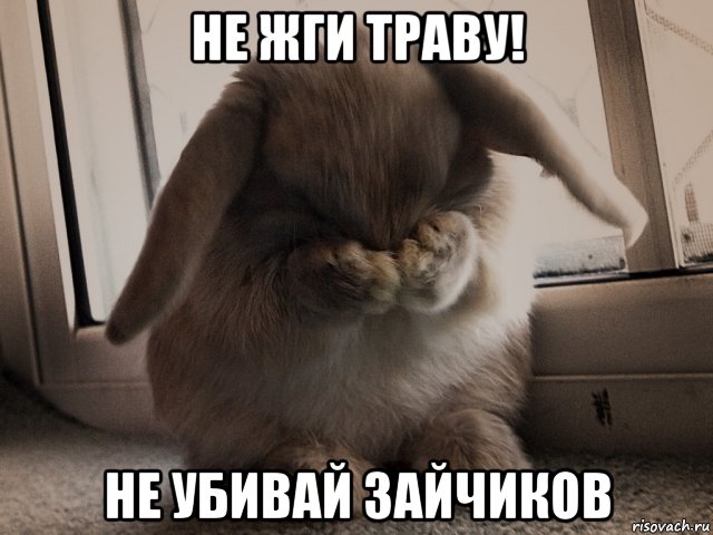 не жги траву! не убивай зайчиков, Мем Зайчик плачет