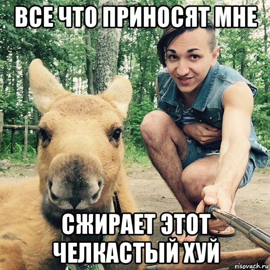 все что приносят мне сжирает этот челкастый хуй, Мем Животное и Животное