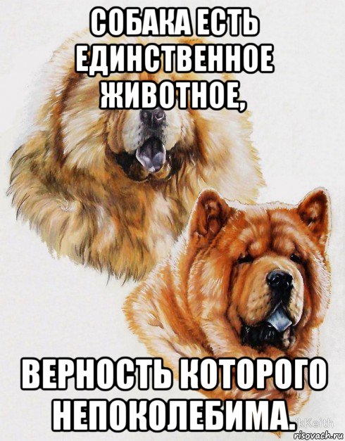 собака есть единственное животное, верность которого непоколебима., Мем Жён любишь преимущественно чужих