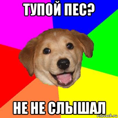 тупой пес? не не слышал, Мем Advice Dog