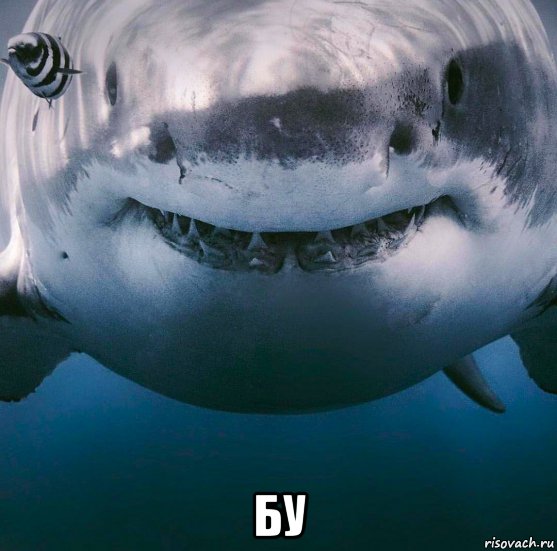  бу, Мем Акула