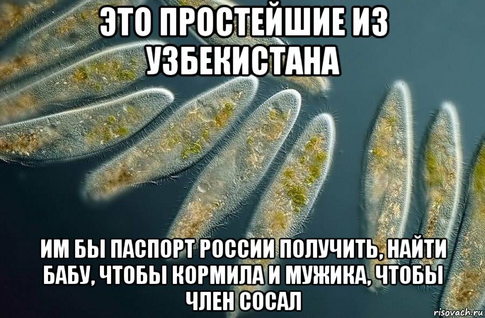 это простейшие из узбекистана им бы паспорт россии получить, найти бабу, чтобы кормила и мужика, чтобы член сосал, Мем Бактерии