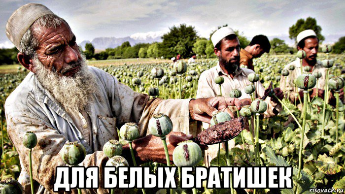  для белых братишек, Мем Бедный афганистан