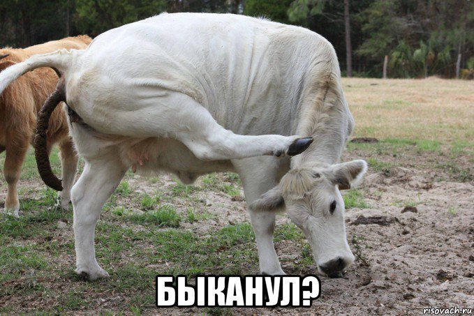  быканул?, Мем Бык буксует на месте