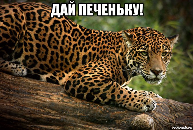 дай печеньку! , Мем Дай печеньку