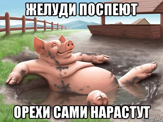 желуди поспеют орехи сами нарастут