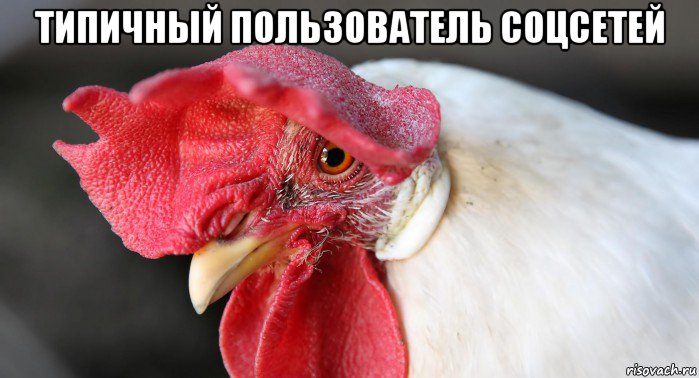 типичный пользователь соцсетей 