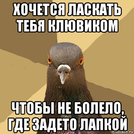 хочется ласкать тебя клювиком чтобы не болело, где задето лапкой, Мем голубь