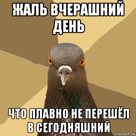 жаль вчерашний день что плавно не перешёл в сегодняшний, Мем голубь