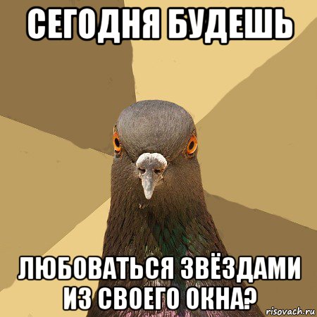 сегодня будешь любоваться звёздами из своего окна?, Мем голубь