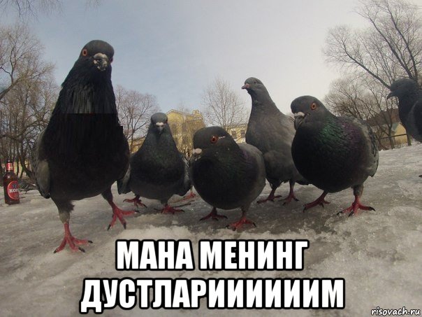  мана менинг дустлариииииим, Мем голубь