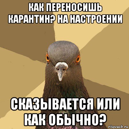 как переносишь карантин? на настроении сказывается или как обычно?, Мем голубь