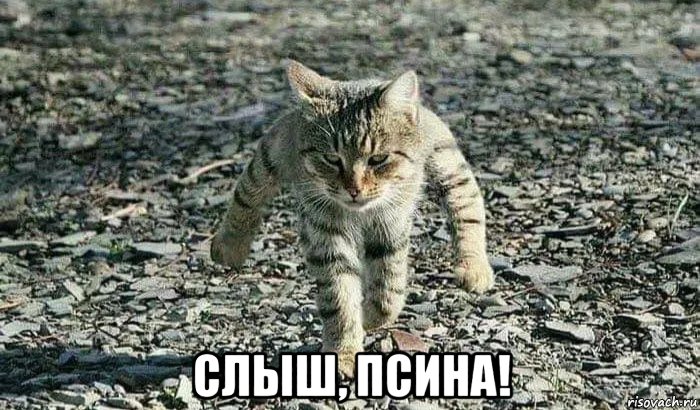  слыш, псина!, Мем Грозный кот