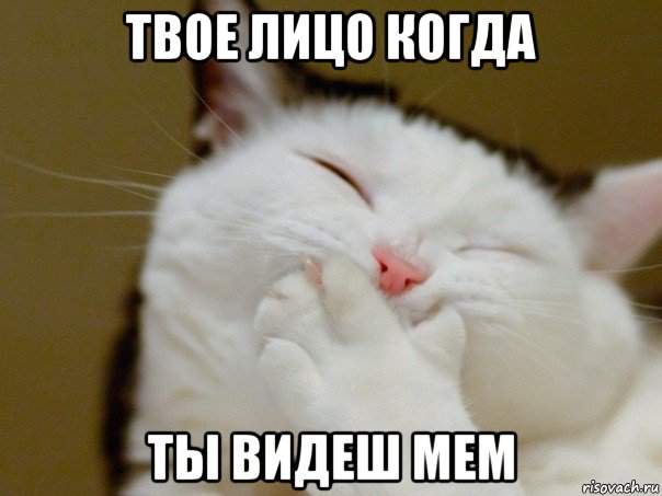 твое лицо когда ты видеш мем, Мем Ха ха ха кот