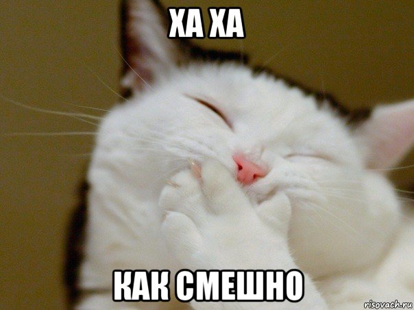 ха ха как смешно, Мем Ха ха ха кот