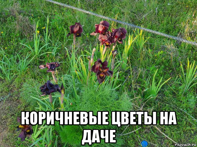  коричневые цветы на даче, Мем Коричневые цветы