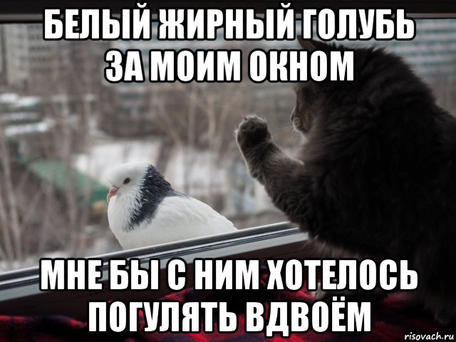 белый жирный голубь за моим окном мне бы с ним хотелось погулять вдвоём, Мем Кот и голубь