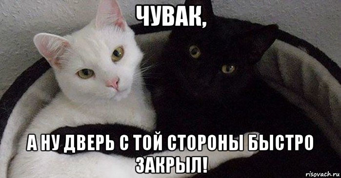 чувак, а ну дверь с той стороны быстро закрыл!, Мем Кот и кошка