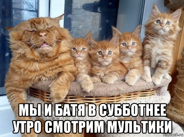  мы и батя в субботнее утро смотрим мультики, Мем Кот и котята