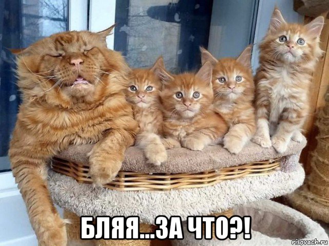  бляя...за что?!, Мем Кот и котята