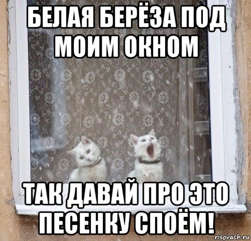 белая берёза под моим окном так давай про это песенку споём!, Мем Кот поёт