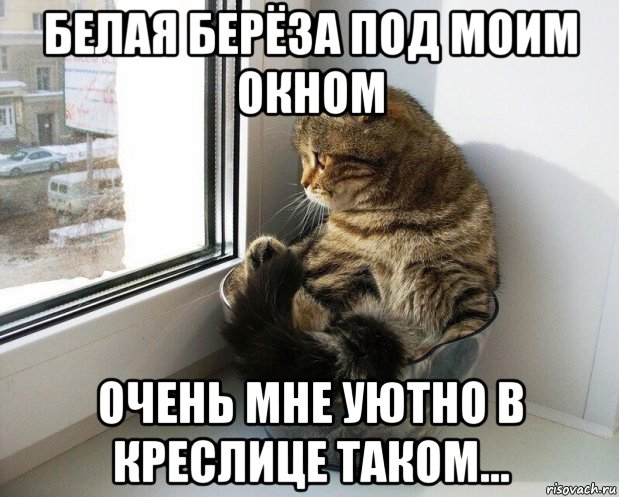 белая берёза под моим окном очень мне уютно в креслице таком..., Мем Кот в миске