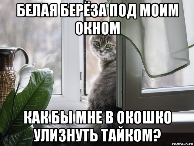 белая берёза под моим окном как бы мне в окошко улизнуть тайком?, Мем Кот в окне