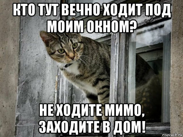 кто тут вечно ходит под моим окном? не ходите мимо, заходите в дом!, Мем Кот в окне