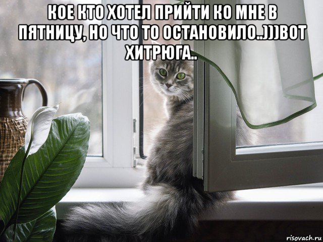 кое кто хотел прийти ко мне в пятницу, но что то остановило..)))вот хитрюга.. , Мем Кот в окне