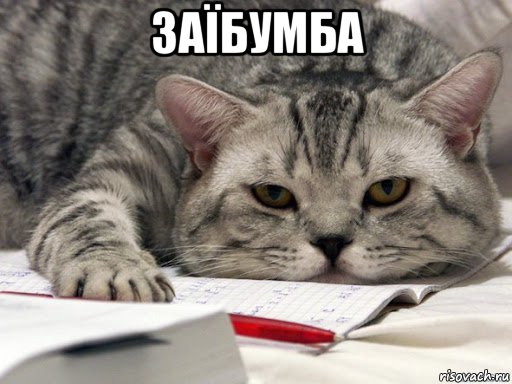 заїбумба , Мем Кот