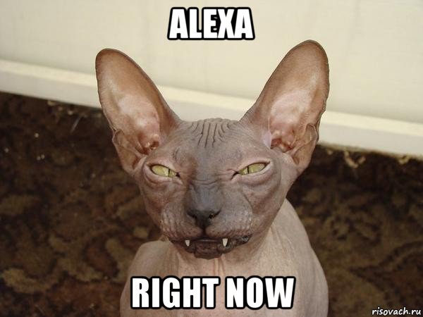 alexa right now, Мем  Злой котик