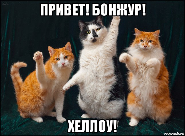 привет! бонжур! хеллоу!, Мем Коты