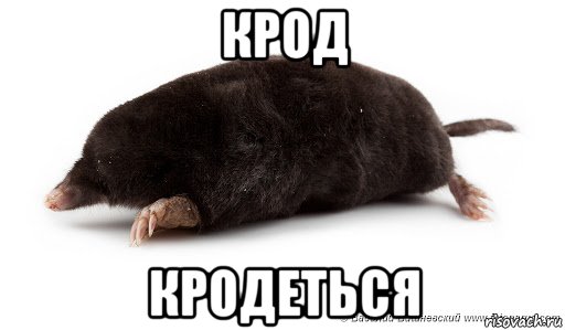 крод кродеться, Мем КРОД кродеться