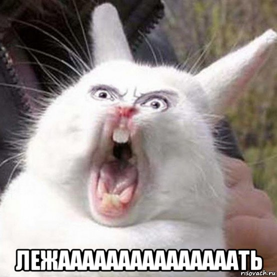  лежааааааааааааааать, Мем Кролик орет reversed