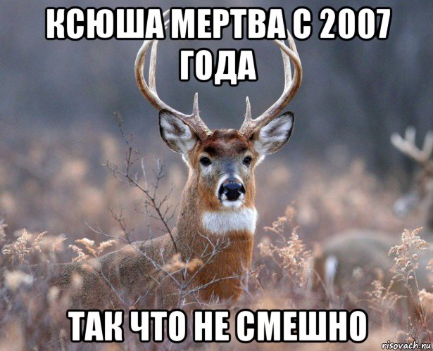 ксюша мертва с 2007 года так что не смешно, Мем   Наивный олень