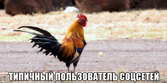  типичный пользователь соцсетей, Мем Одичавший петух - остров Кауаи