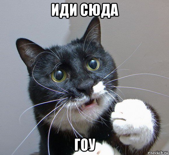 иди сюда гоу, Мем Печальный кот