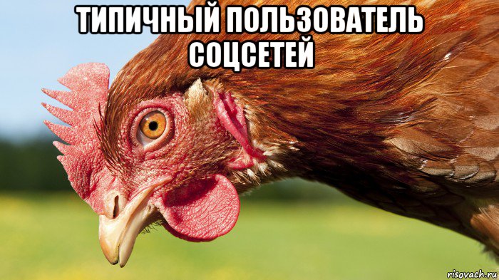 типичный пользователь соцсетей , Мем Петух смотрит клюв
