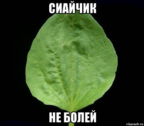 сиайчик не болей